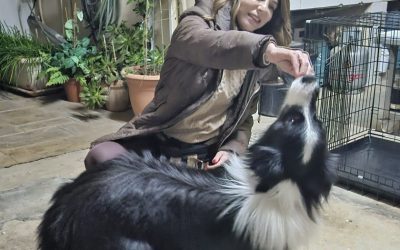 A a big challenge for Alvin the Border Colie