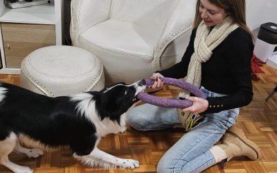 Dog Training Tips and Treat-Based Techniques