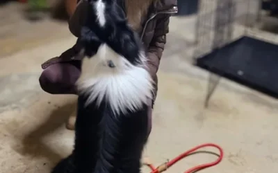 Dog Training Do’s and Don’ts – Expert Tips for Every Dog Owner