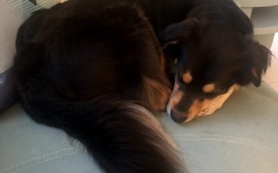 How Long Should Your Dog Sleep Every Day?