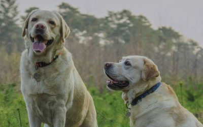 Behaviour & Training Advice for Different Dog Breeds