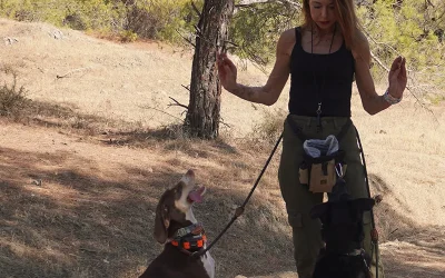 Going For Walks Helps Prevent Dog Dementia